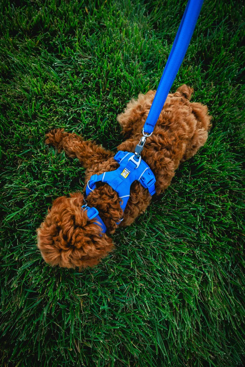 Ruffwear Front Range Dog Harness Blue Pool-10